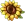Логотип Sunflower