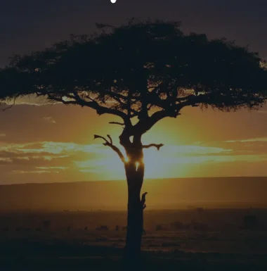 Изображение King of the African Clearing