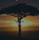 Изображение King of the African Clearing